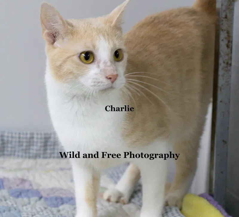 Charlie, photo 4