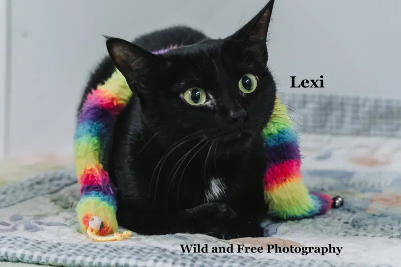Lexi, a young female cat up for adoption