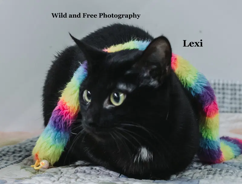 Lexi, photo 2