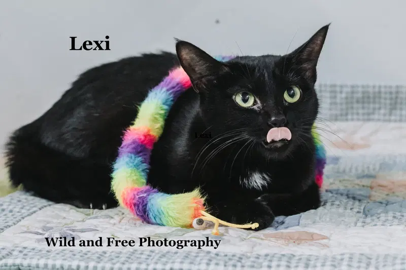 Lexi, photo 3