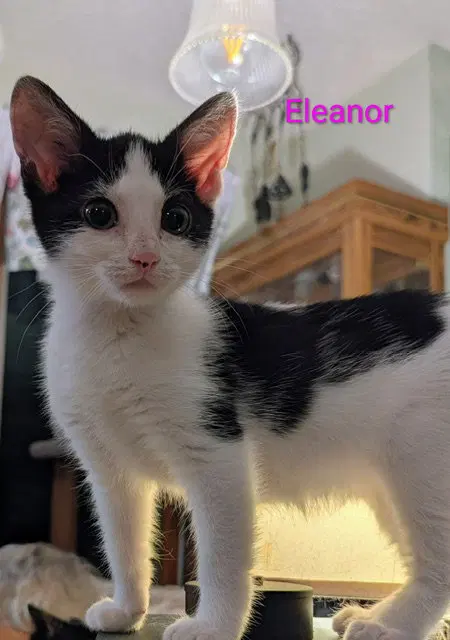 Eleanor, a young female cat up for adoption