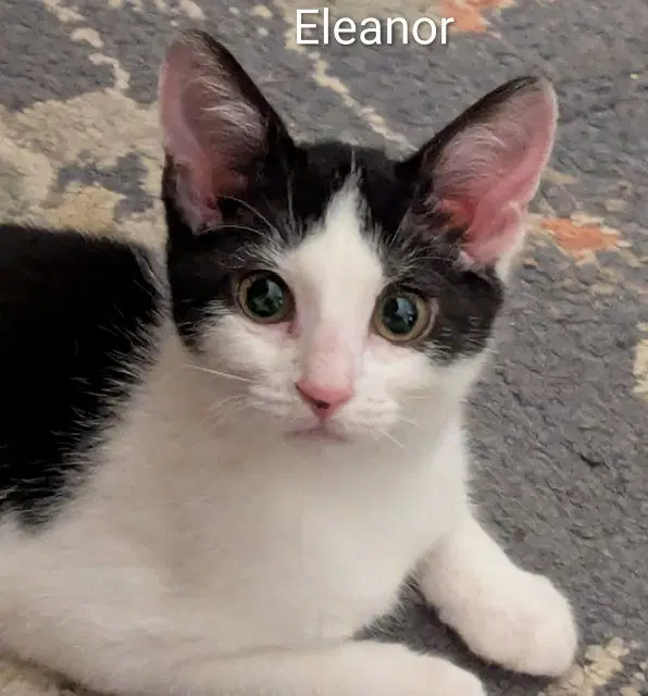 Eleanor, photo 2