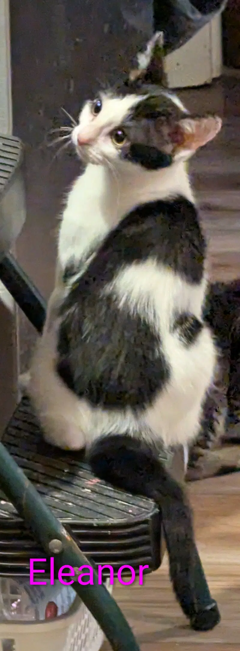 Eleanor, photo 3