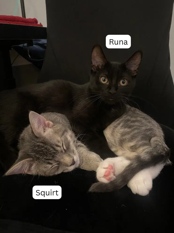 Squirt / Runa, a young male cat up for adoption