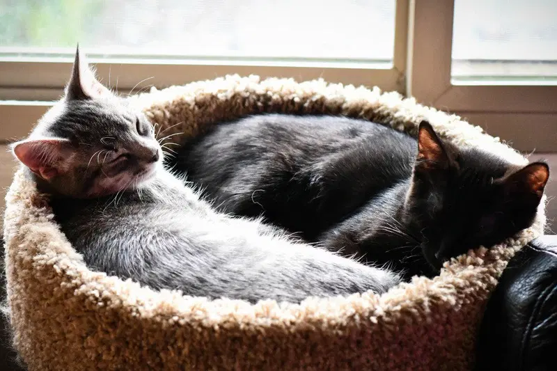 Squirt / Runa, photo 4