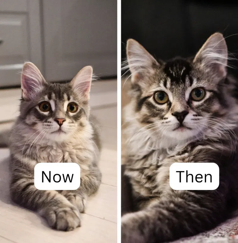 Now / Then, a young male cat up for adoption
