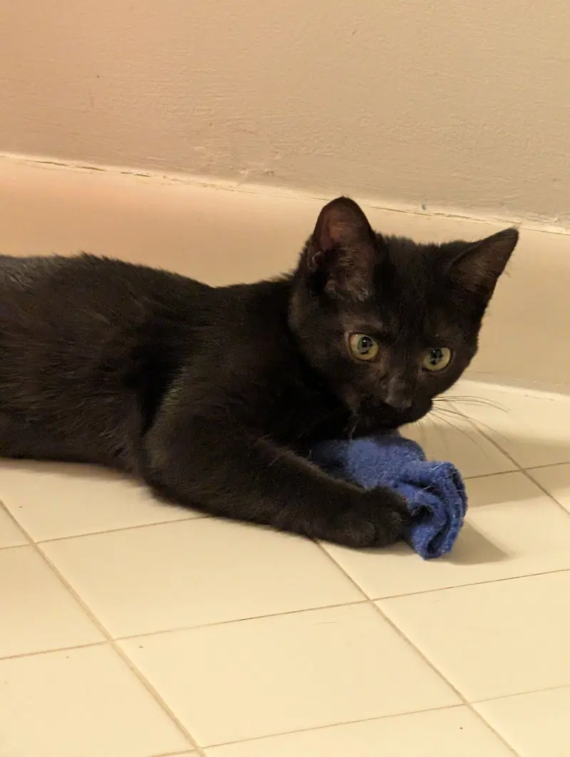 Faithe, a female kitten up for adoption
