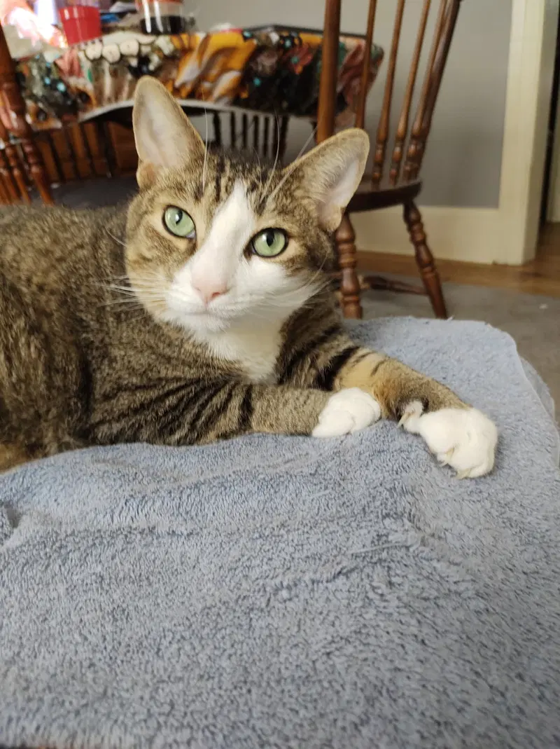 Watson and Murphy, adult female cats up for adoption