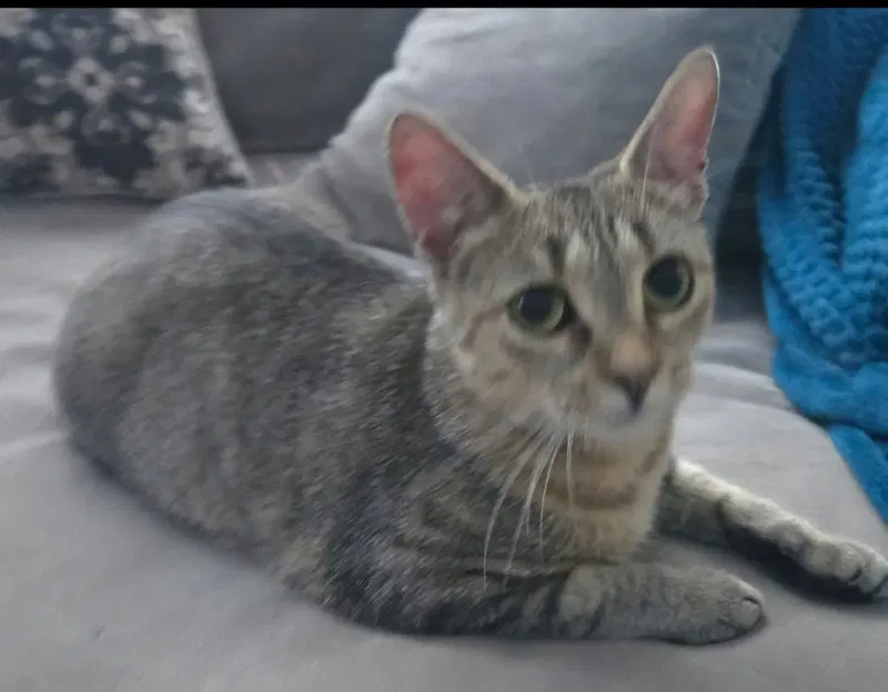 Nala-Joy, photo 2