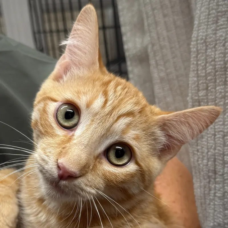 Tarocco, a young male cat up for adoption