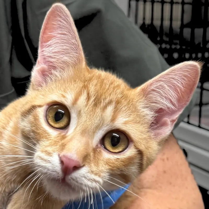 Chinotto, a young male cat up for adoption