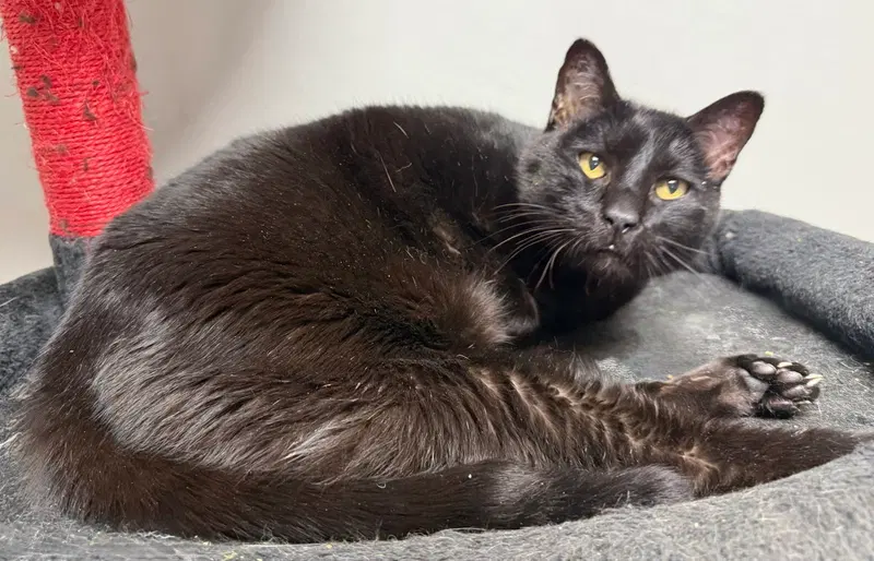 Hook, a male cat up for adoption