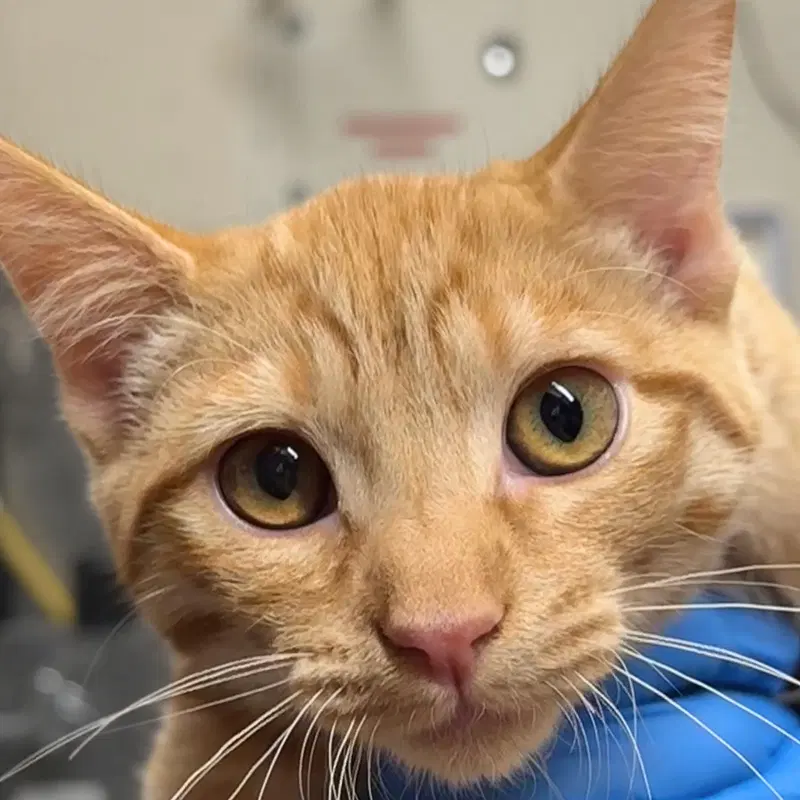 Pomelo, a young male cat up for adoption