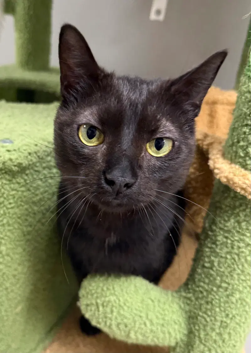 Stryder, an adult male cat up for adoption