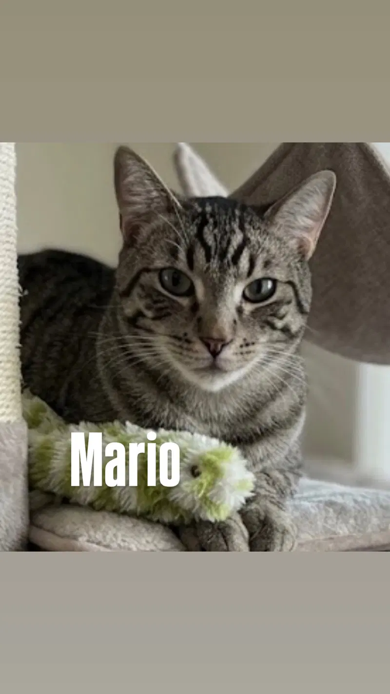 Mario, a young male cat up for adoption