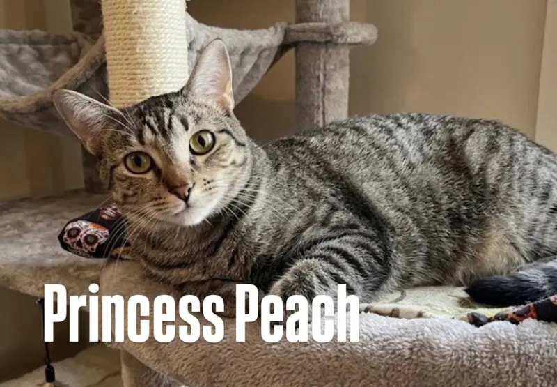 Princess Peach, a young female cat up for adoption