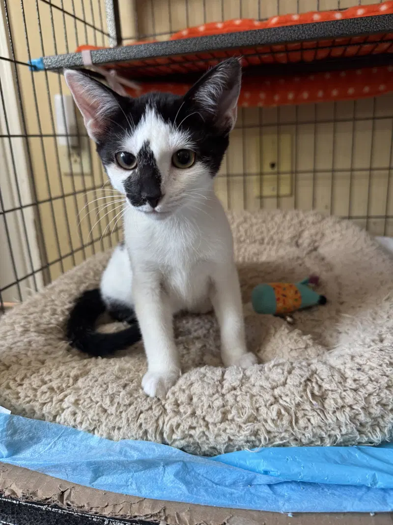 Cassiopeia, a female kitten up for adoption