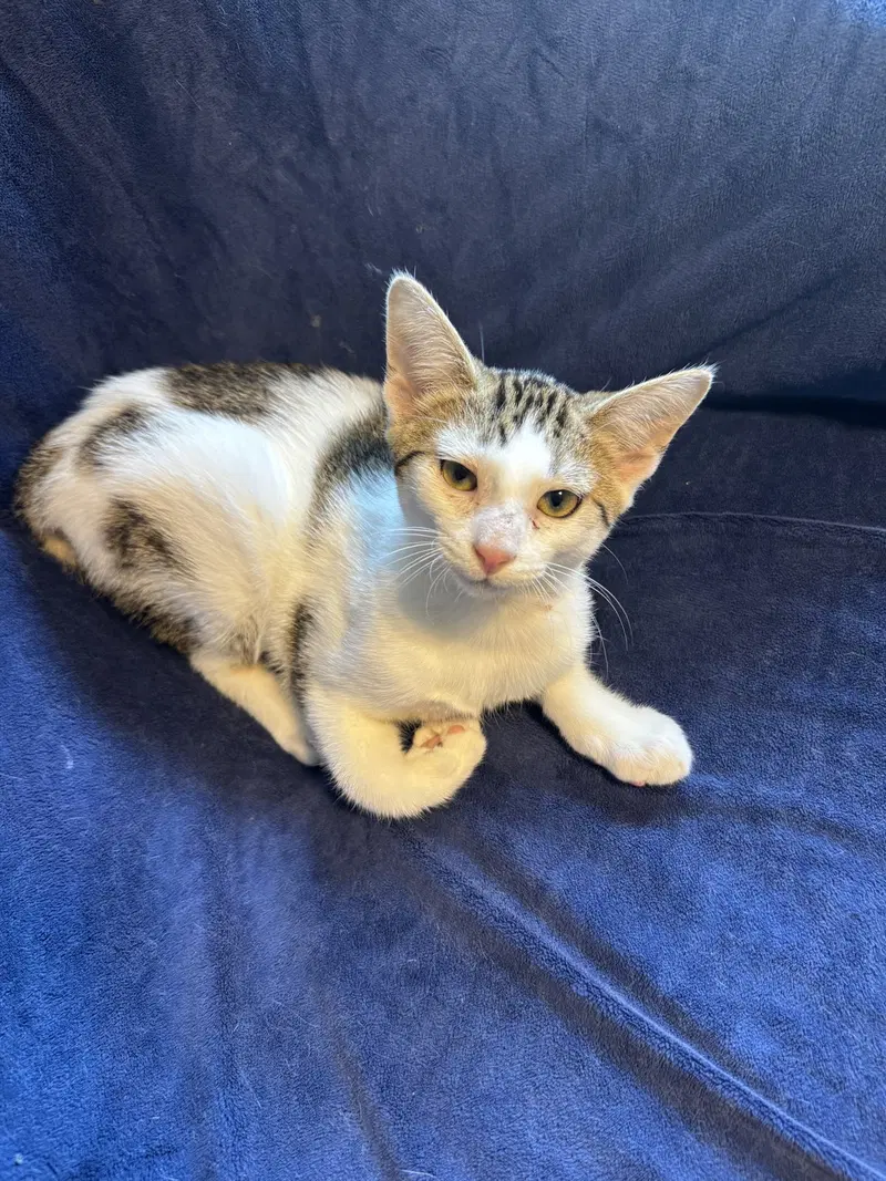 Leo, a male kitten up for adoption