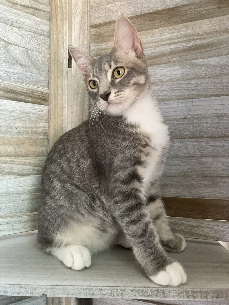 Max, a male kitten up for adoption