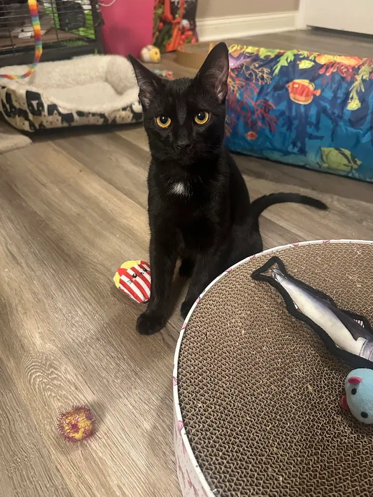 Melody cats, a male kitten up for adoption
