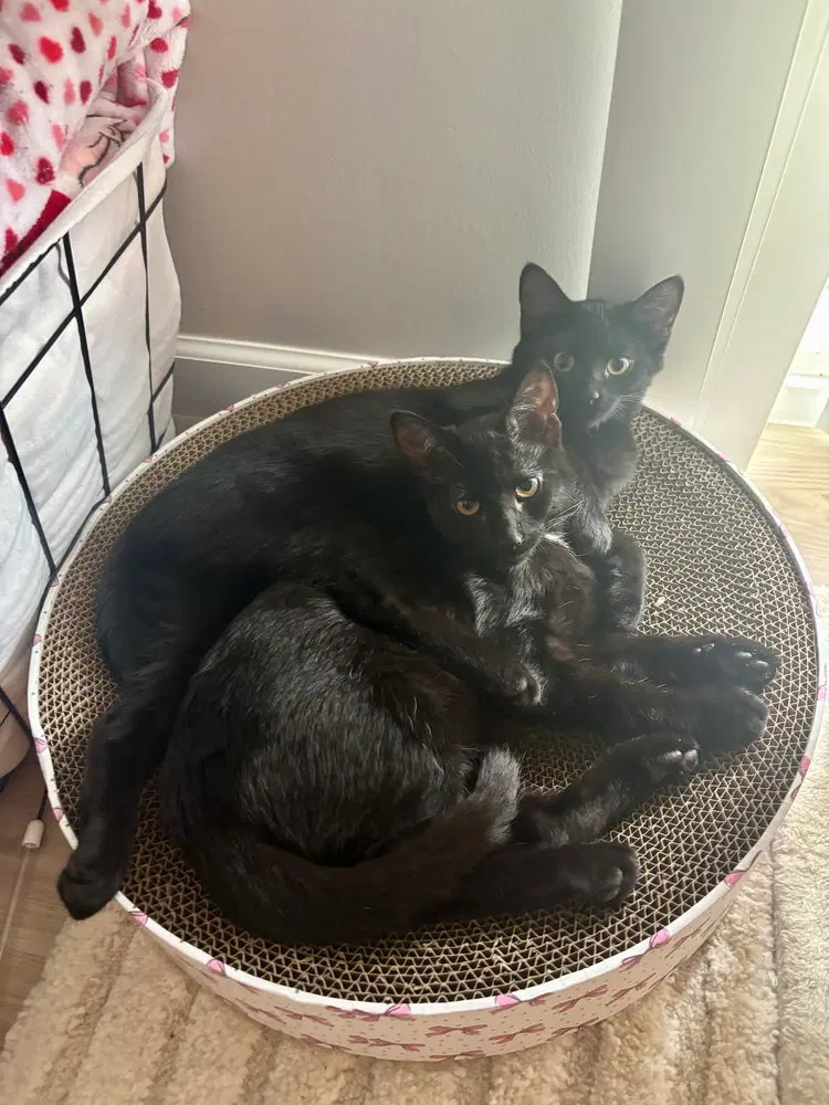 Melody cats, photo 3