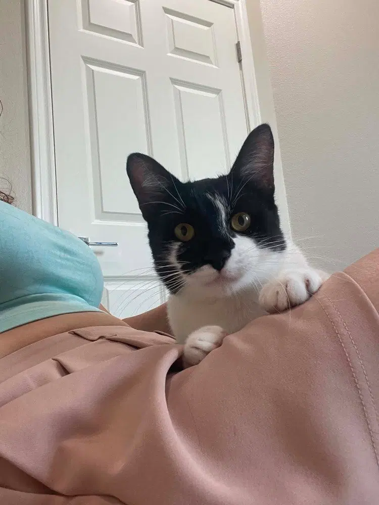 Panda, a young male cat up for adoption
