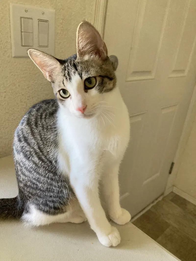 Moris, a male kitten up for adoption