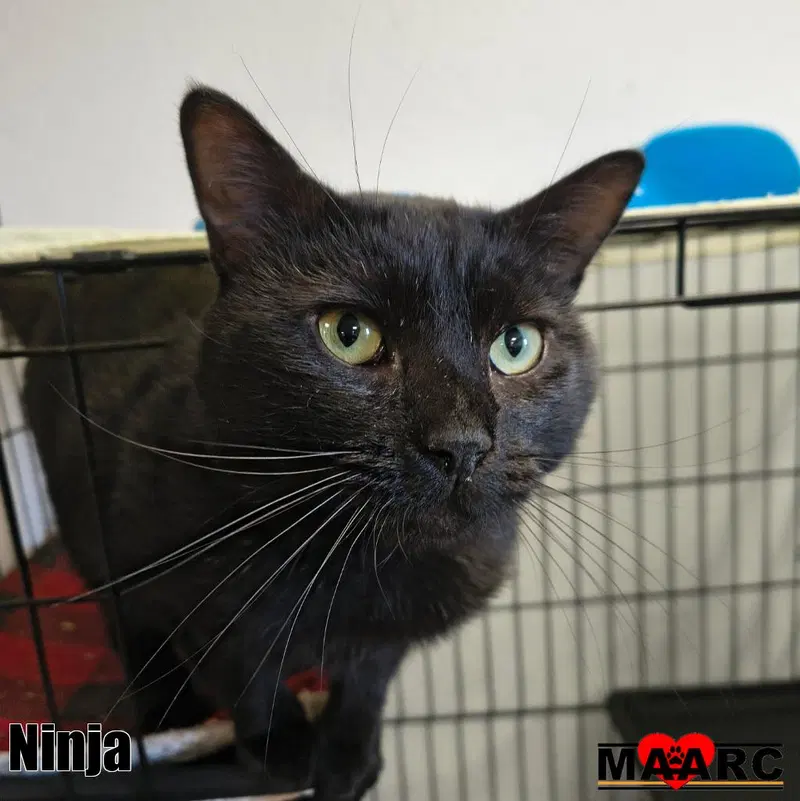 Ninja, photo 2