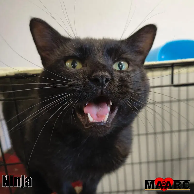 Ninja, photo 3