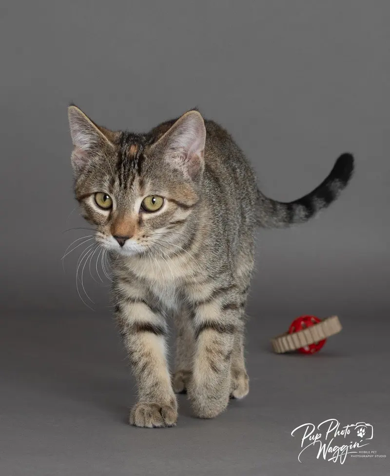 Monopoly, a young female cat up for adoption