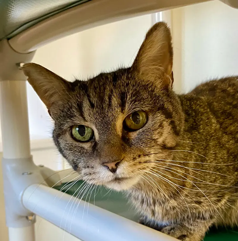 Mercat, an adult female cat up for adoption