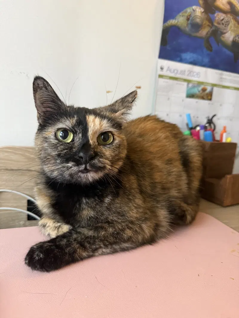 Chai, a senior female cat up for adoption