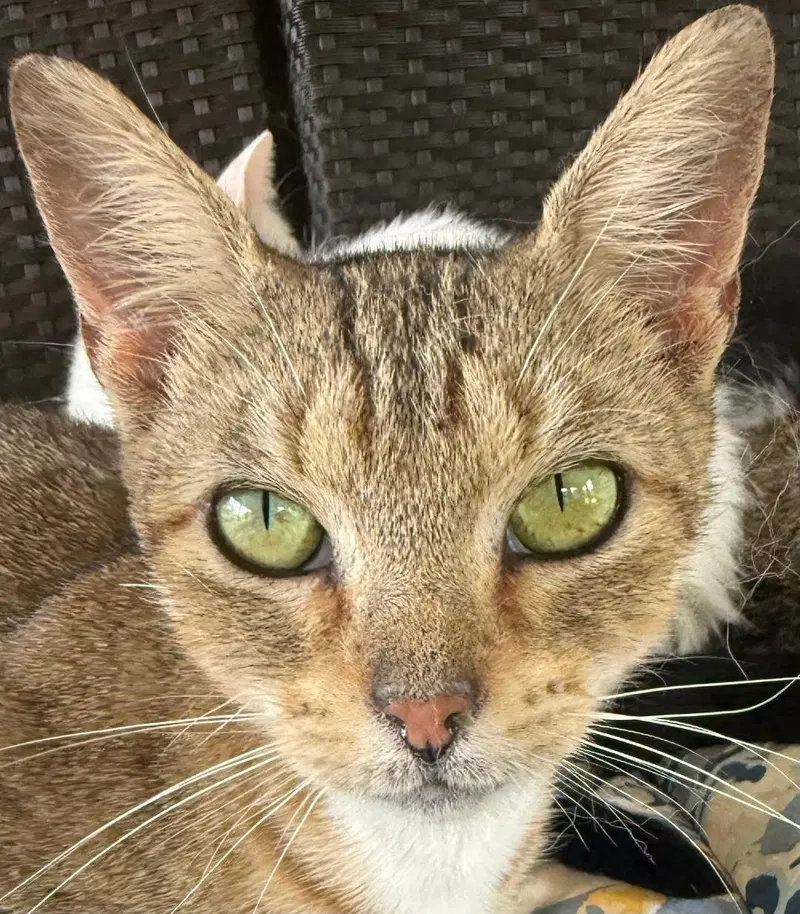 Princess Leia, an adult female Tabby cat up for adoption
