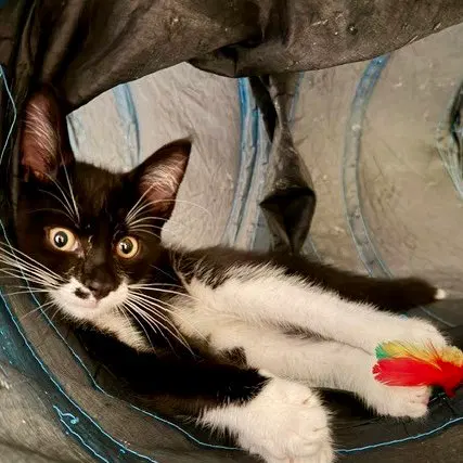 Oreo, photo 3