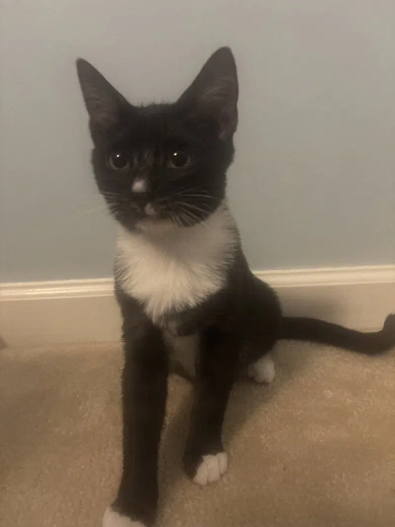 Prada, a female kitten up for adoption