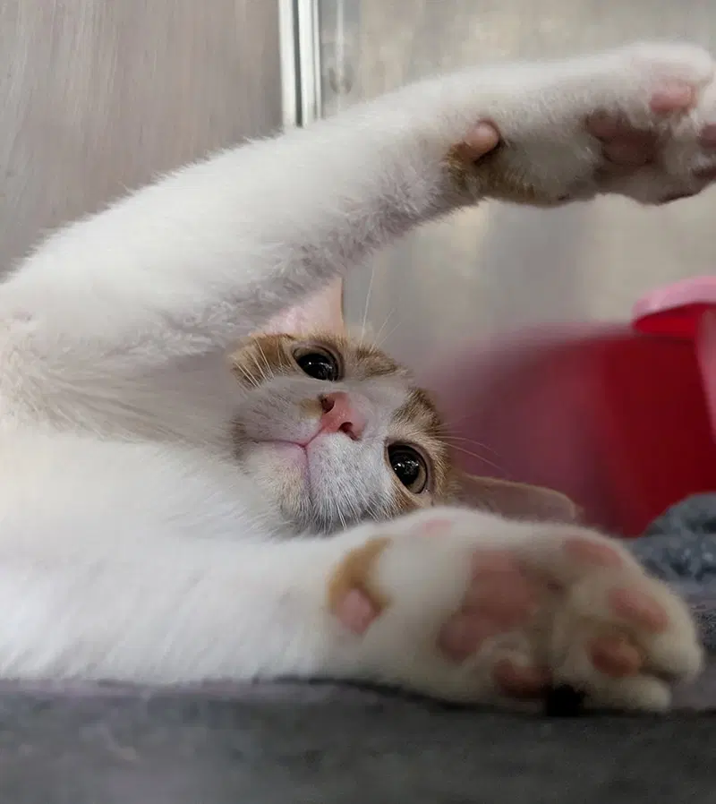 Kitten Chino, photo 2
