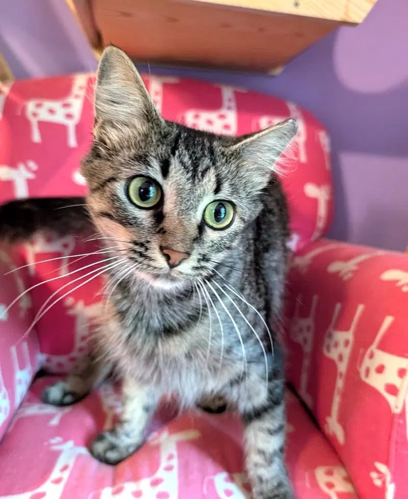 Kitten Tori, a young female Tabby cat up for adoption
