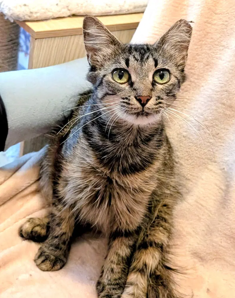 Kitten Tori, photo 2