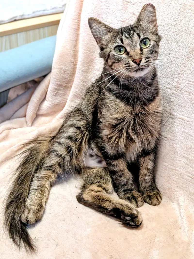 Kitten Tori, photo 3