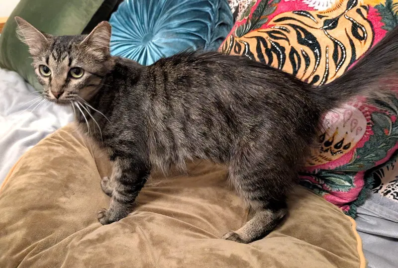 Kitten Tori, photo 4