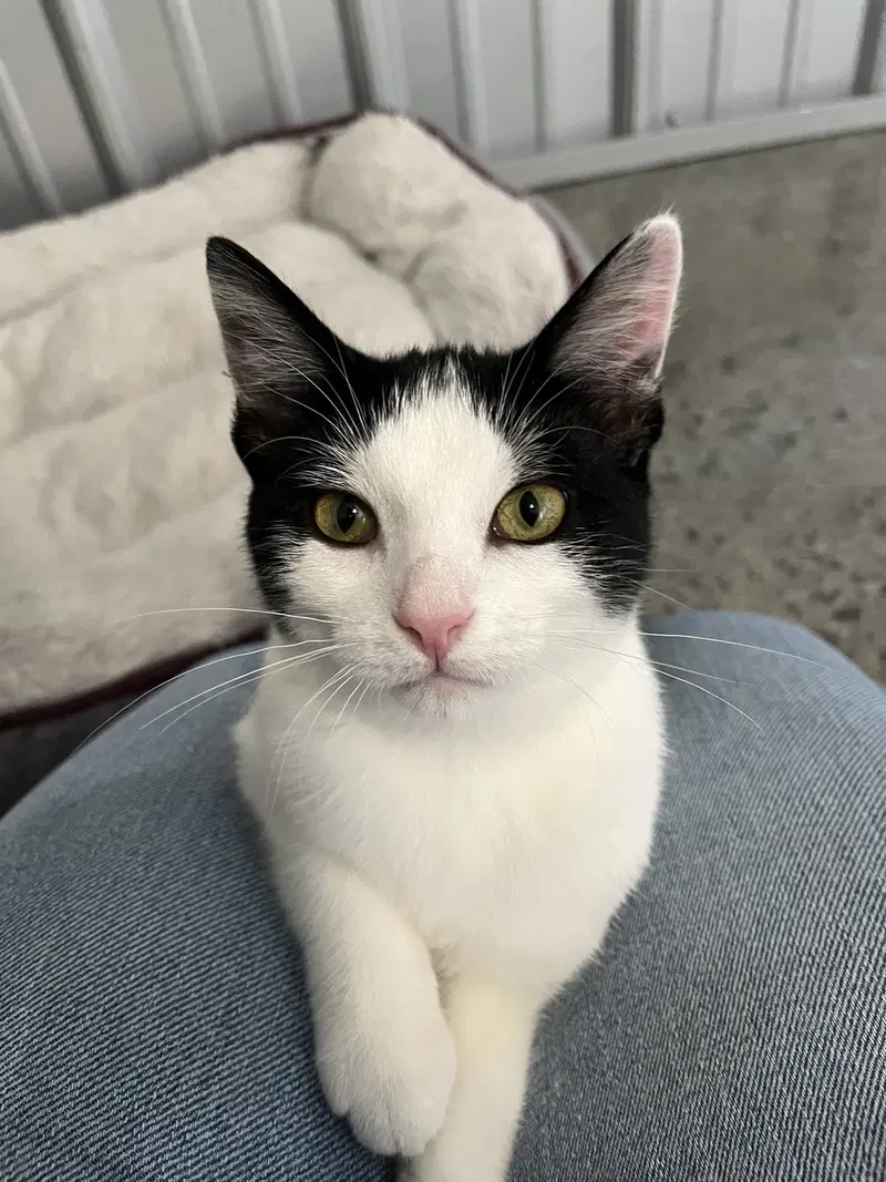 Annie, a young female cat up for adoption