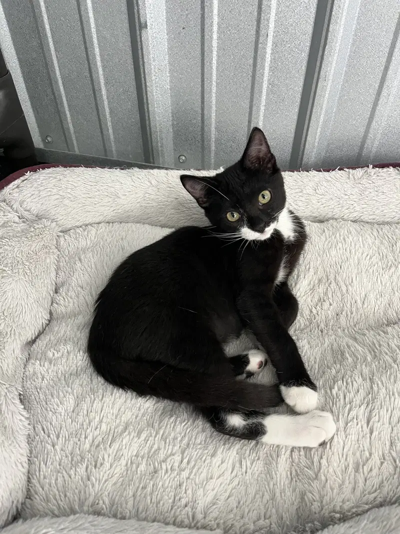 Andre, a male kitten up for adoption