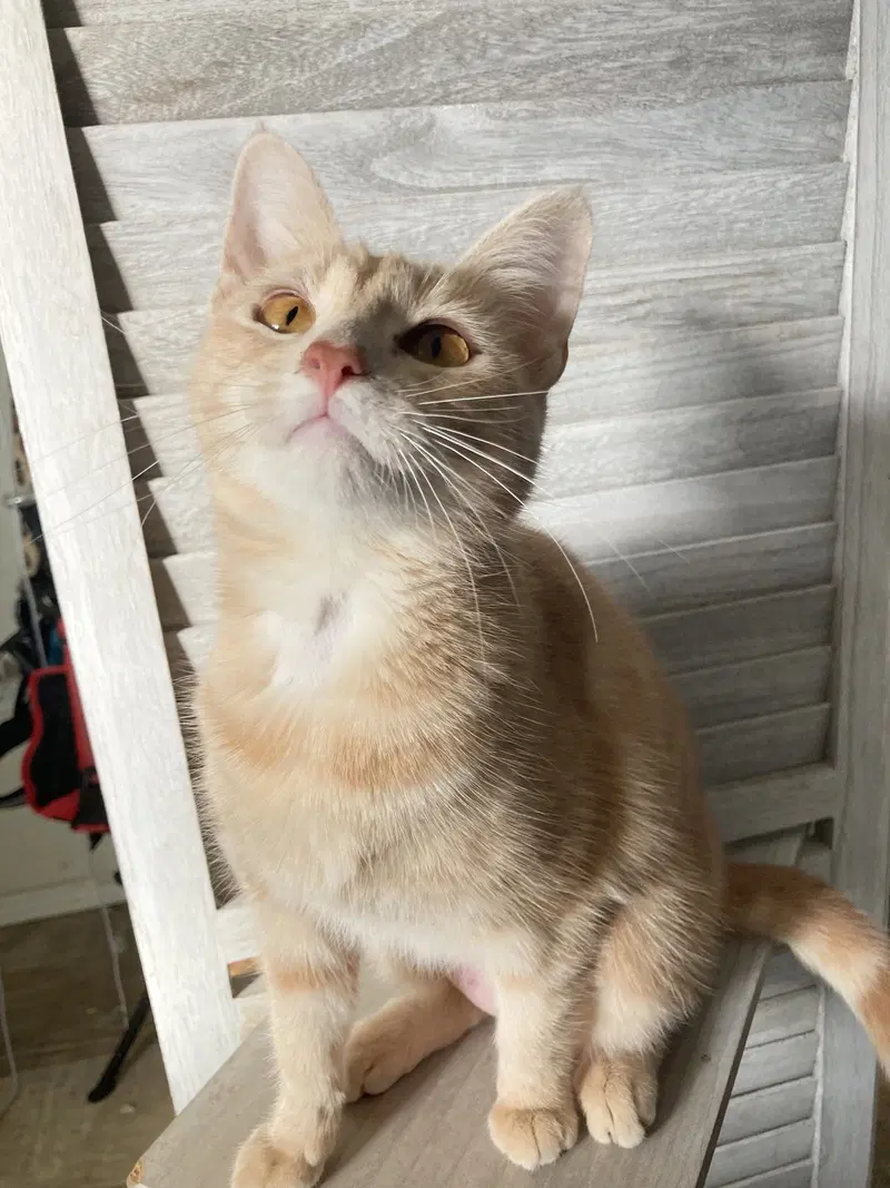 Curry, a young female cat up for adoption