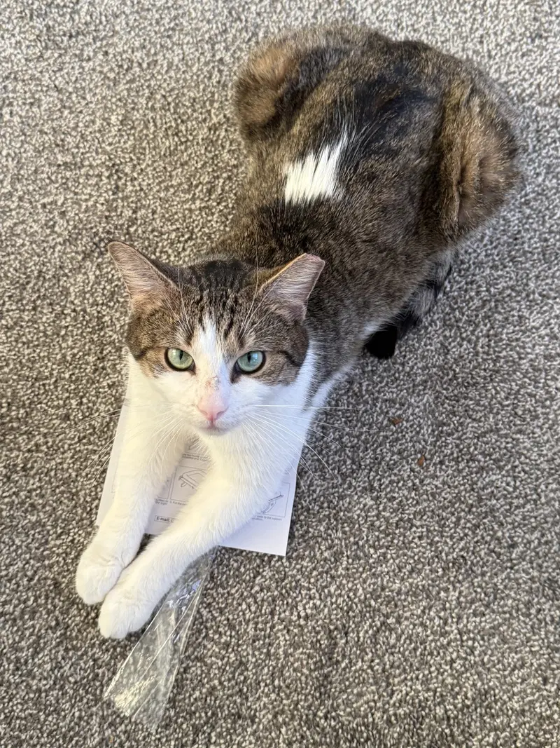 Mabel, photo 3