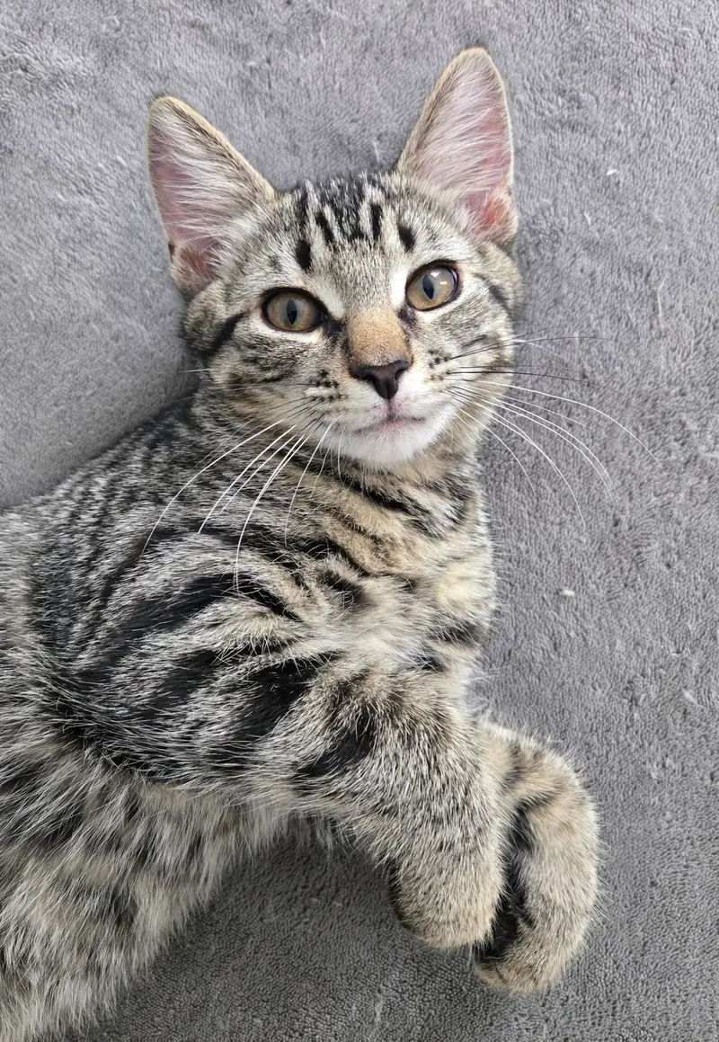 Ziggy, a young male Tabby cat up for adoption