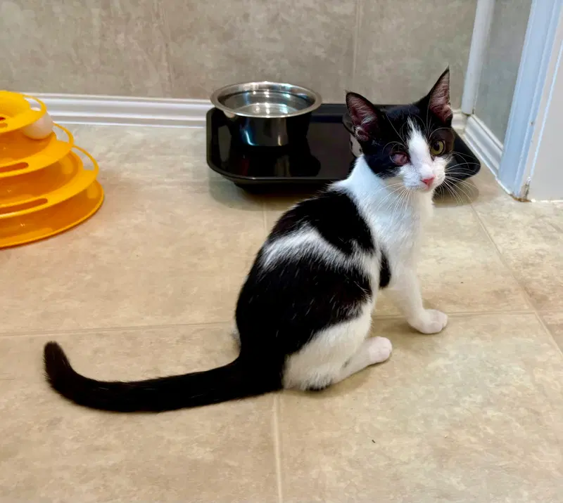 Nesha, a female kitten up for adoption