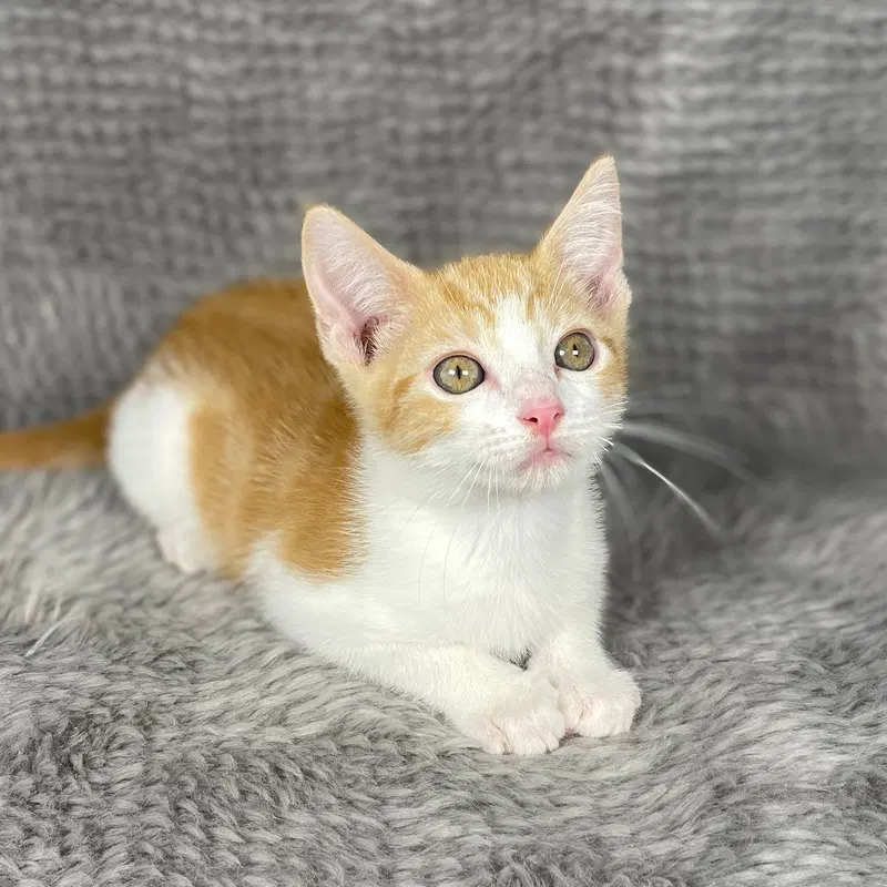 Racing Stripes, a male kitten up for adoption