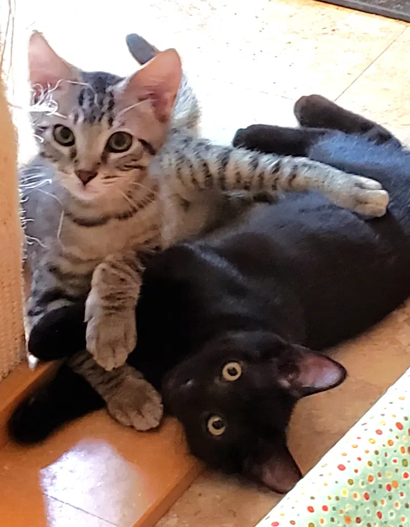 Austin and Tori, female kittens up for adoption