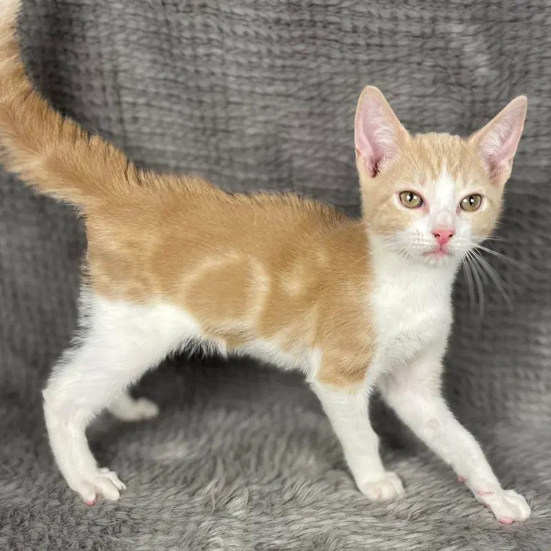 Bondo, a male kitten up for adoption