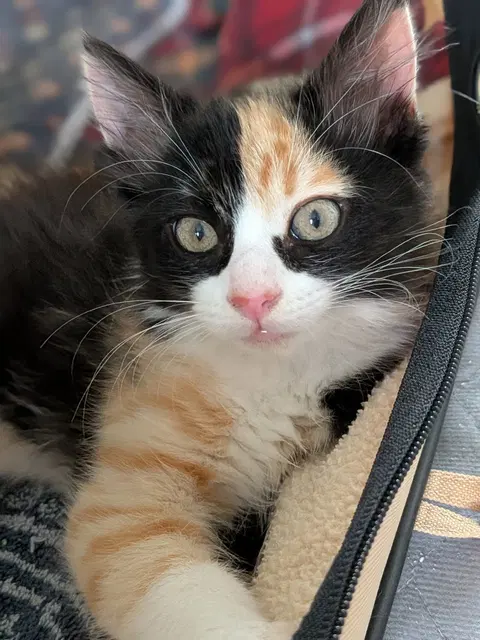 Watch the video of The Great Bandit
